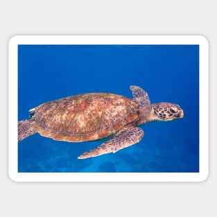 SEA TURTLE IN THE OCEAN DESIGN Sticker